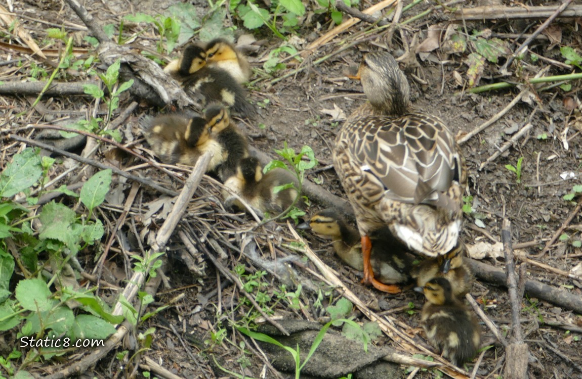 Mama Mallard walking up the bank next to ducklings