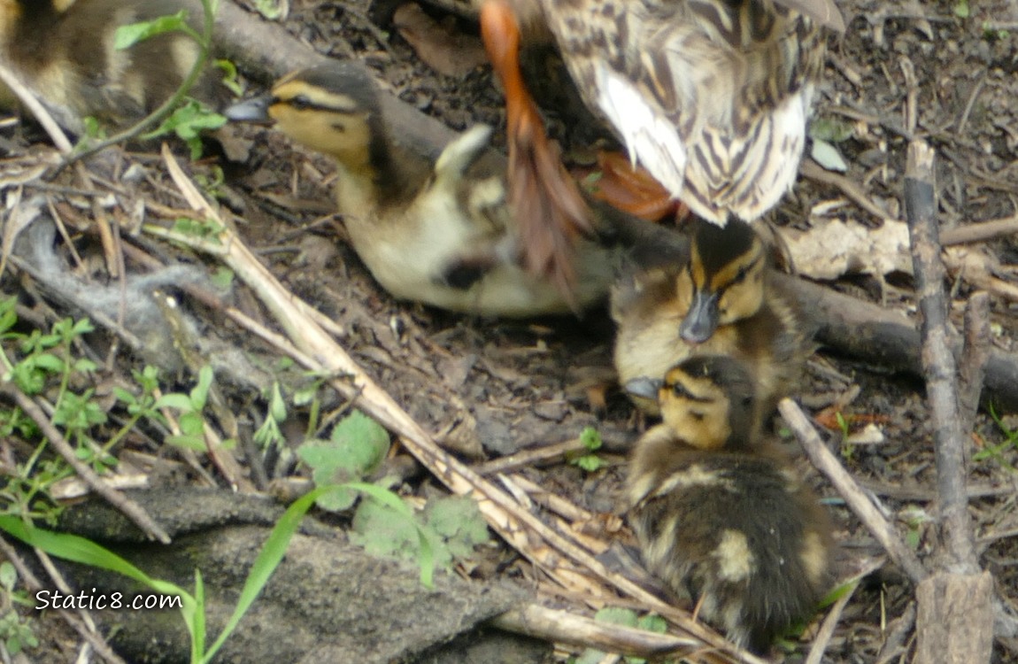 Close up of Mama Mallards foot as she walks up the bank