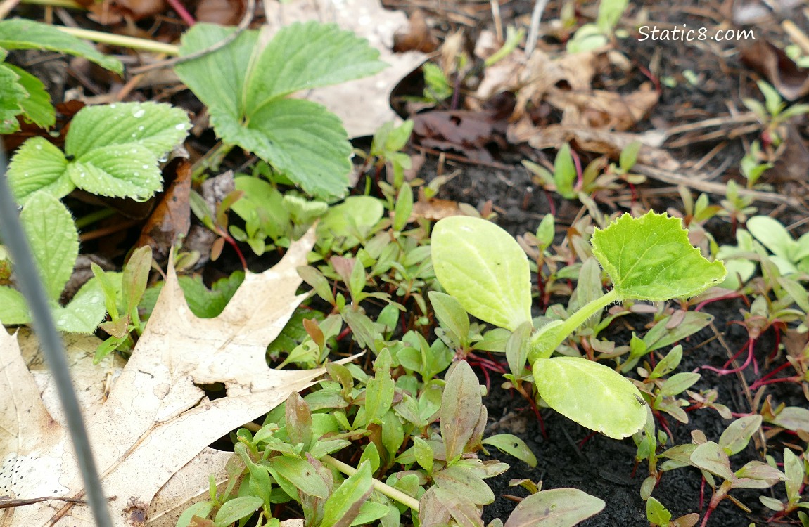 Squash plant growing in the dirt with Smartweed and Strawberries