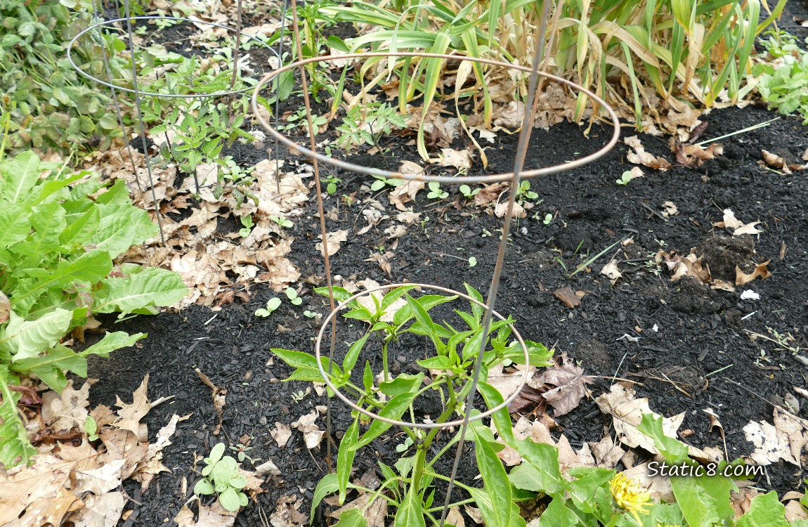 Pepper plant in the garden