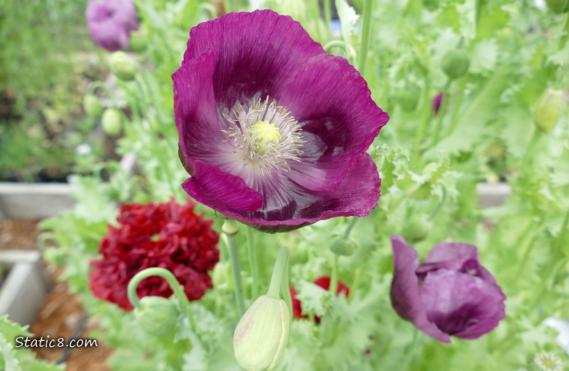 Purple Poppy Bloom