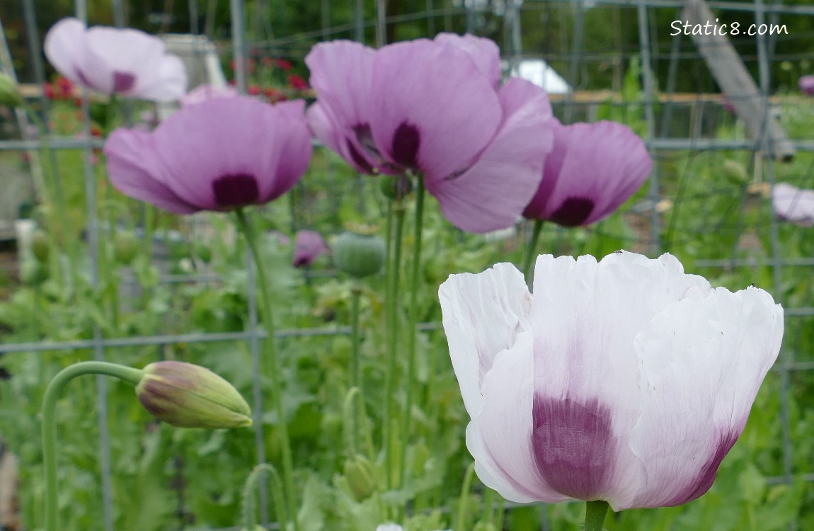 Poppy blooms in lavender and white