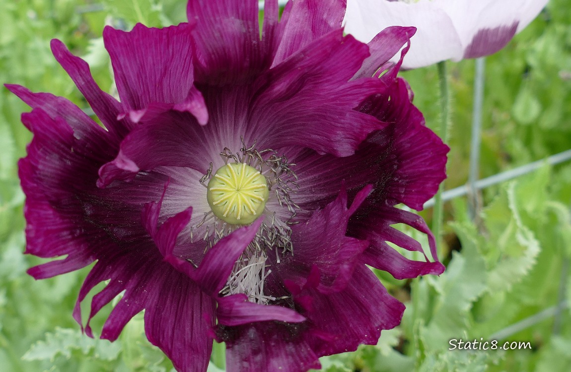 Purple Poppy Bloom