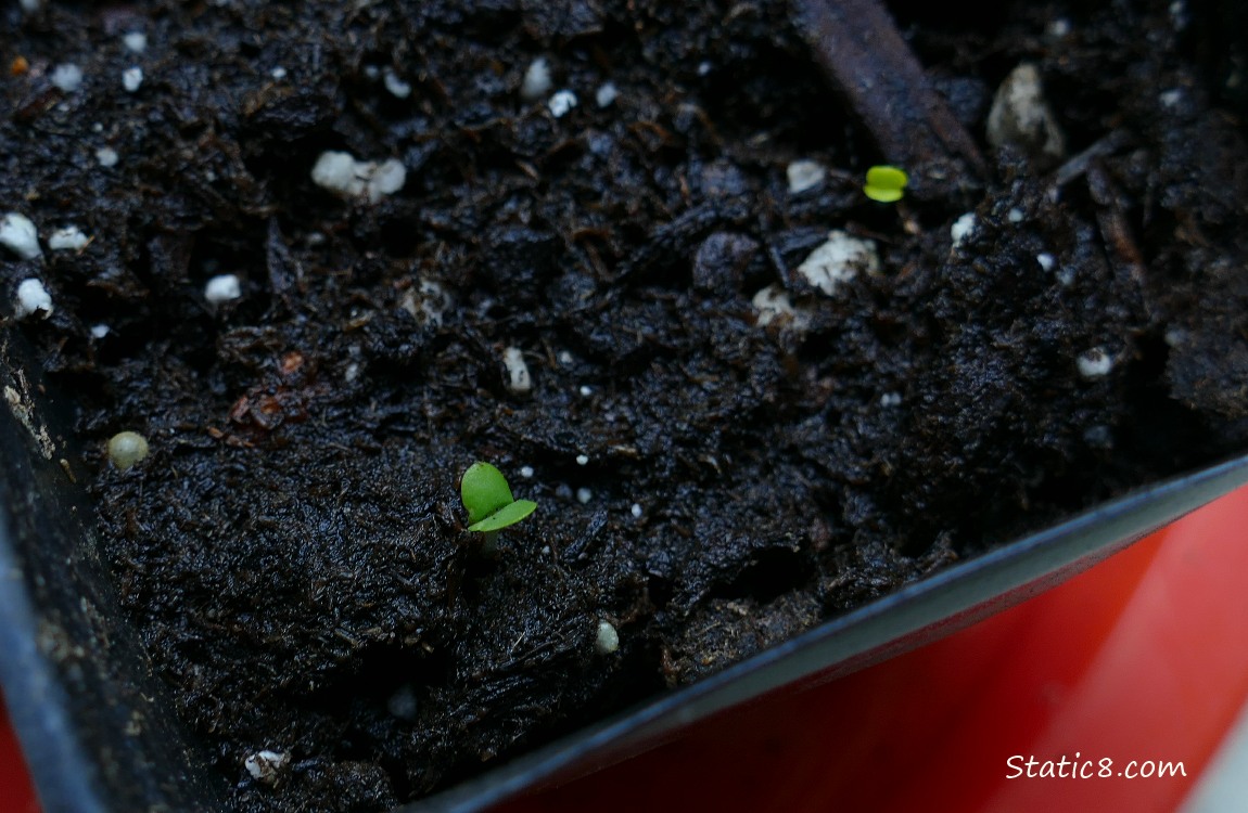 Tiny Basil seedlings growin in a pot