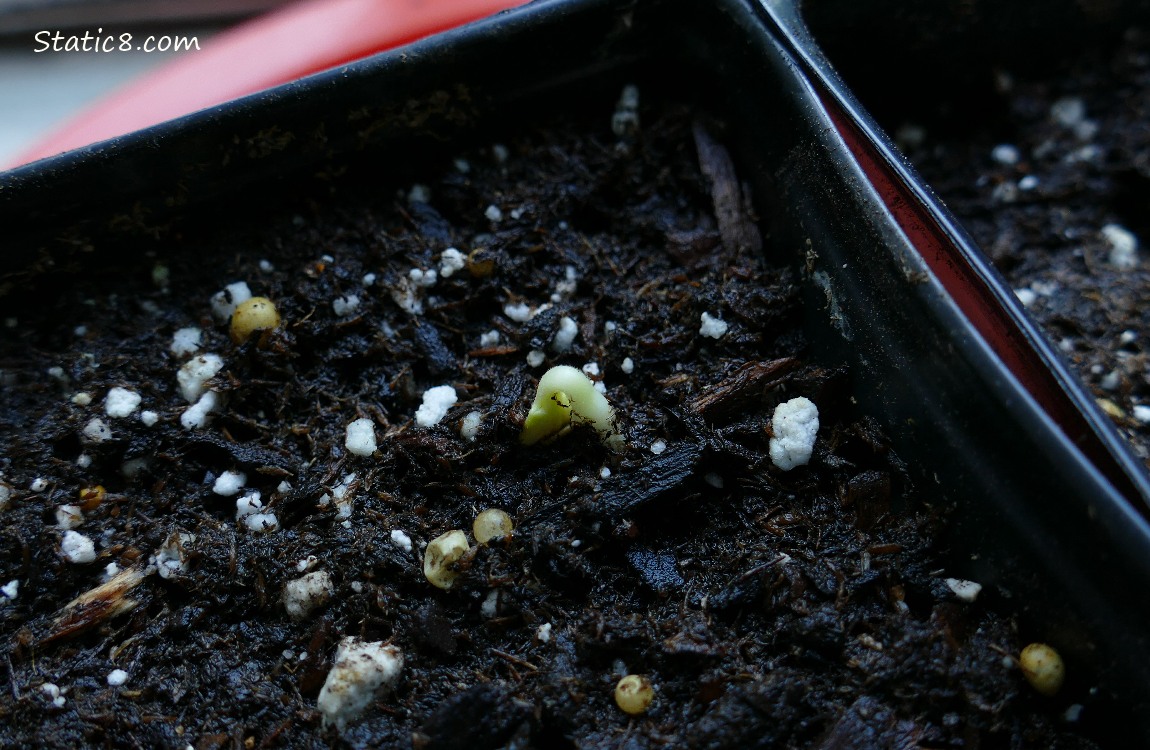 Germinating squash in a pot