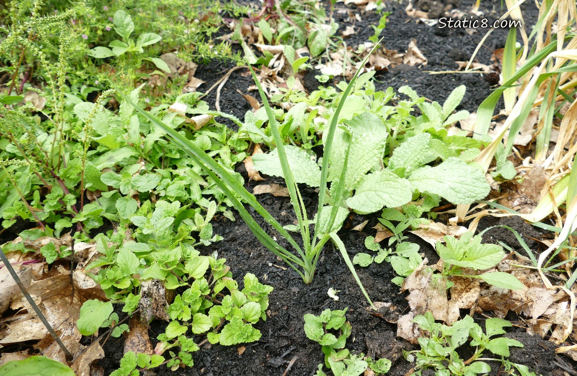 Garden plot