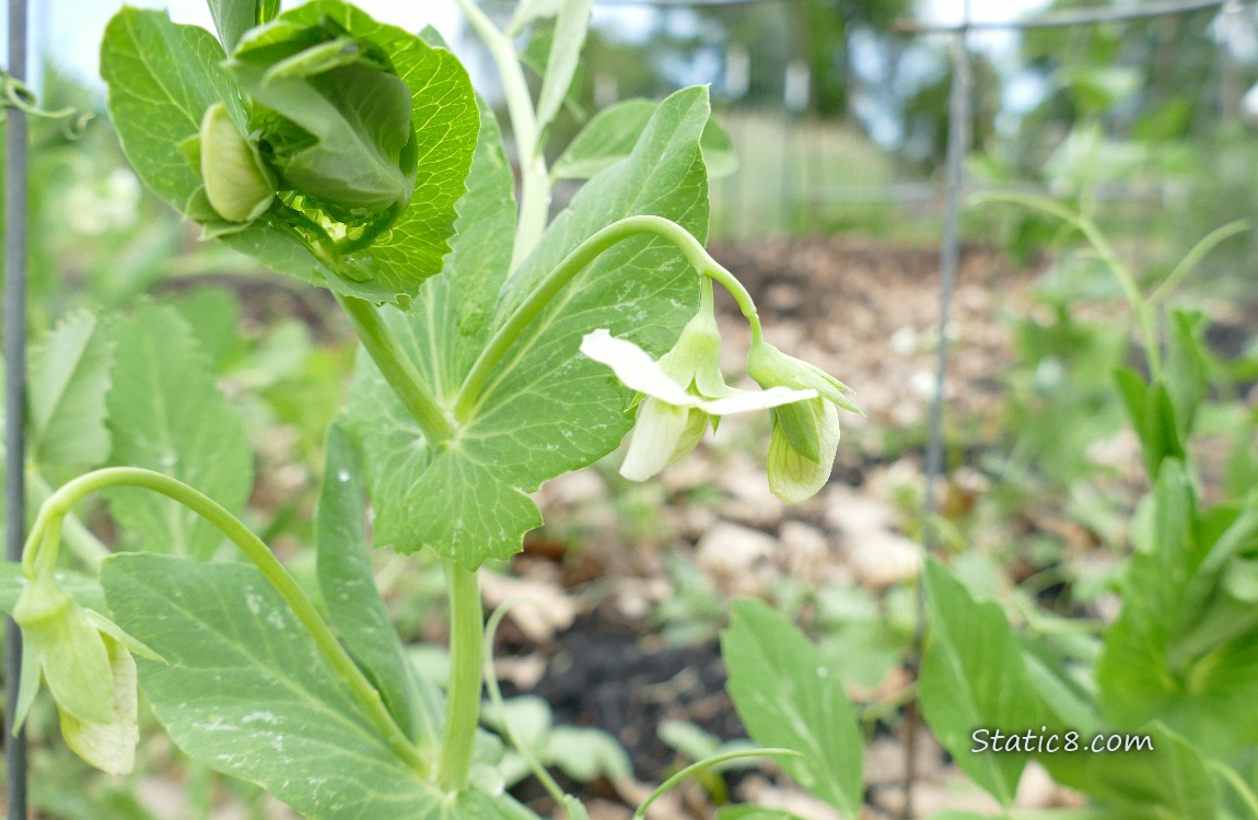 Snap Pea blooms on the plant