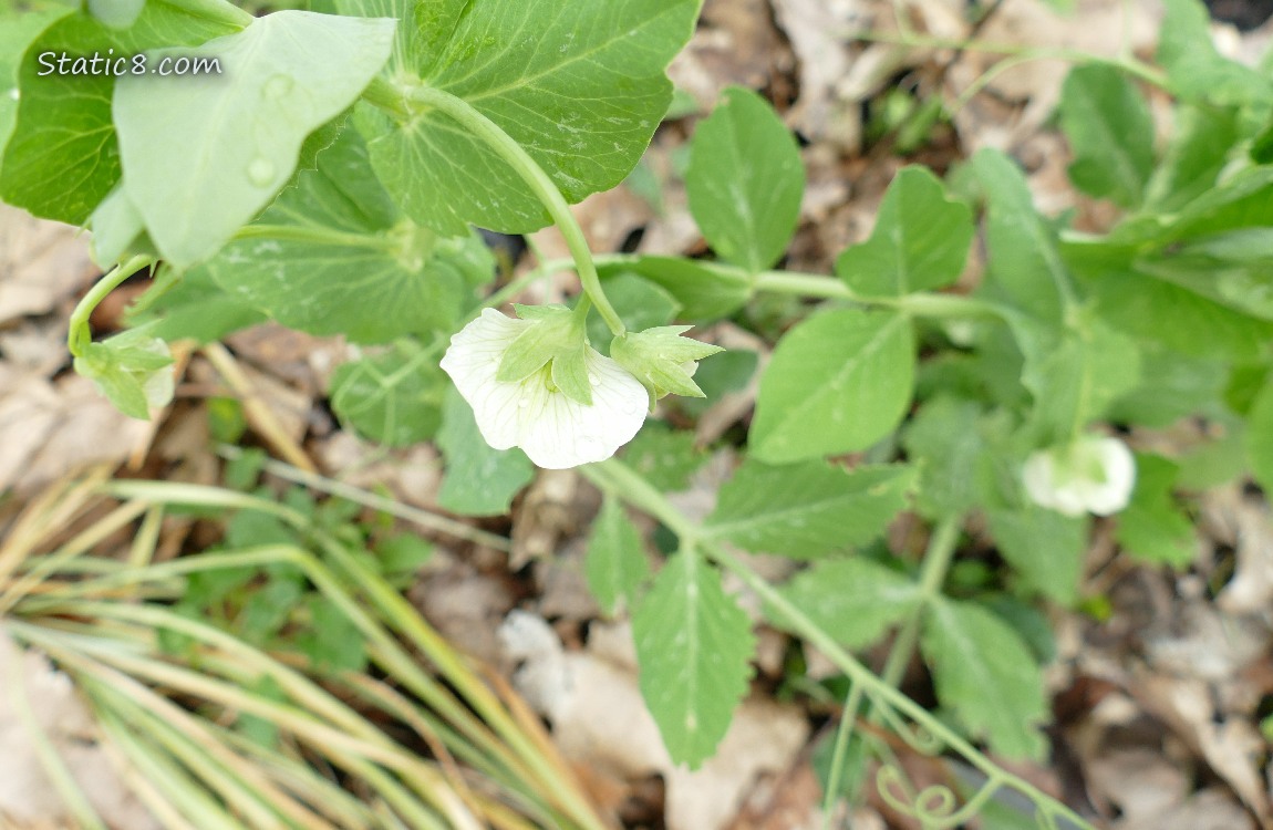 Snap Pea blooms on the plant