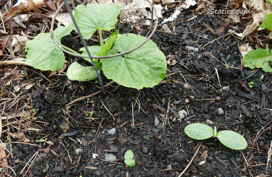 Squash plants growing in the dirt