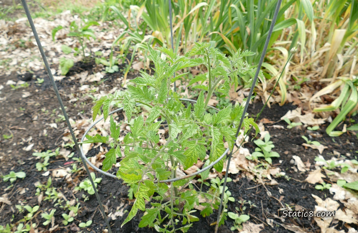 Tomato plant in front of Garlic plants