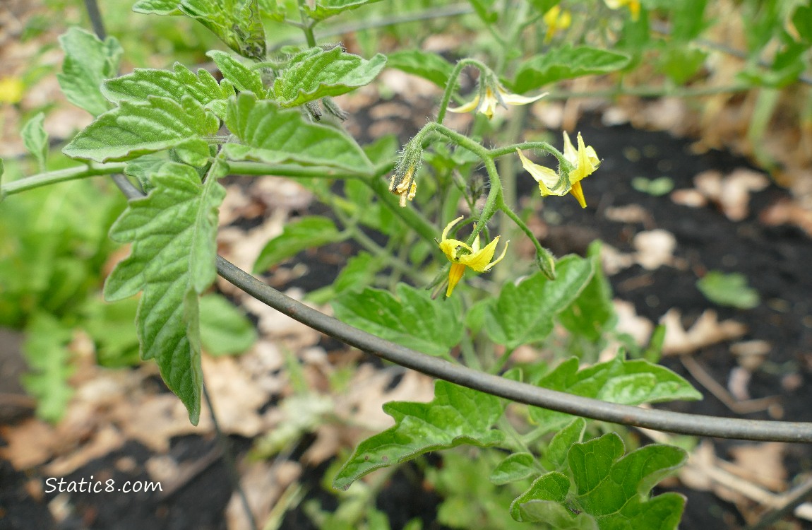 Tomato blooms on the plant
