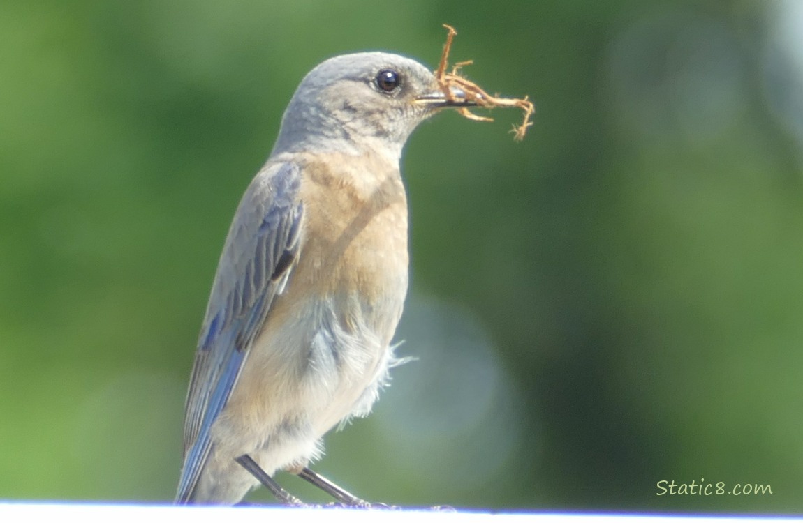 Bluebird standing on a wood fence, holding nesting material in her beak