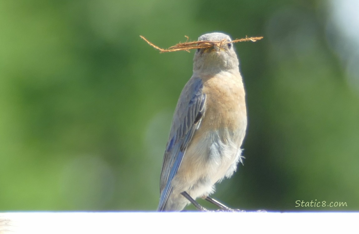 Bluebird standing on a wood fence, holding nesting material in her beak