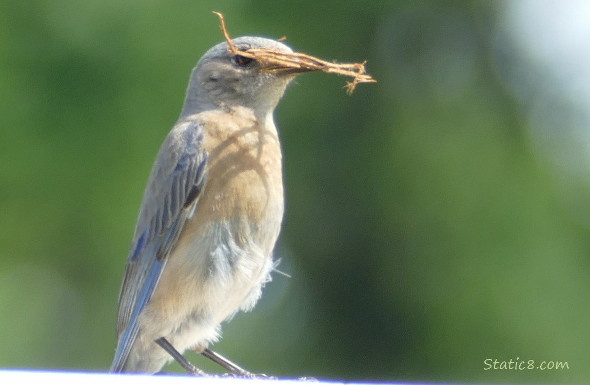 Bluebird standing on a wood fence, holding nesting material in her beak