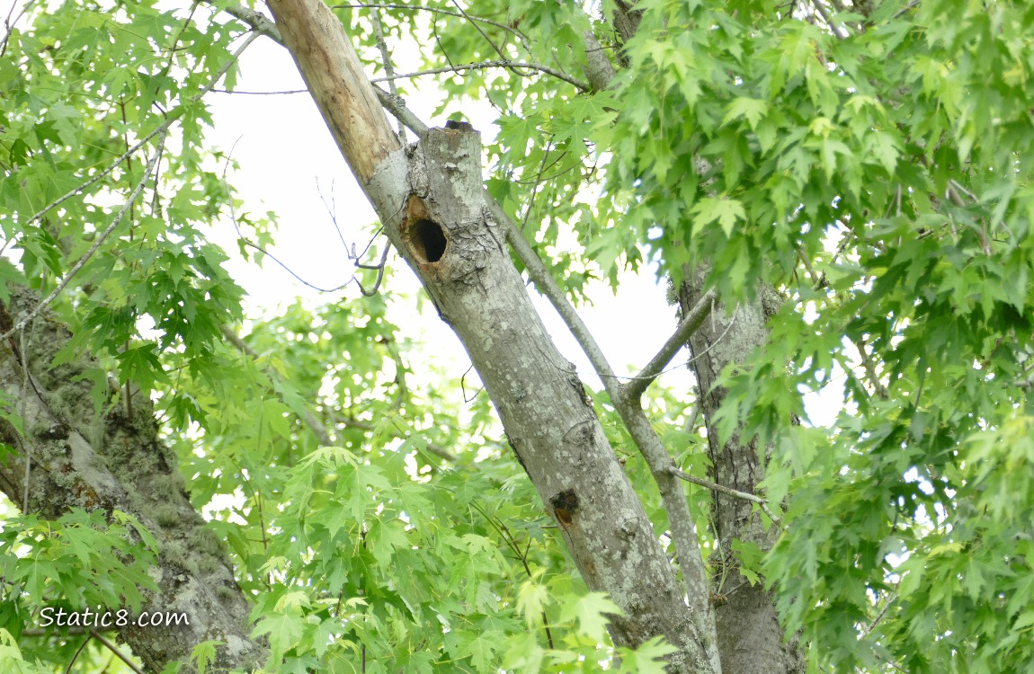Woodpecker nest holes in a tree trunk