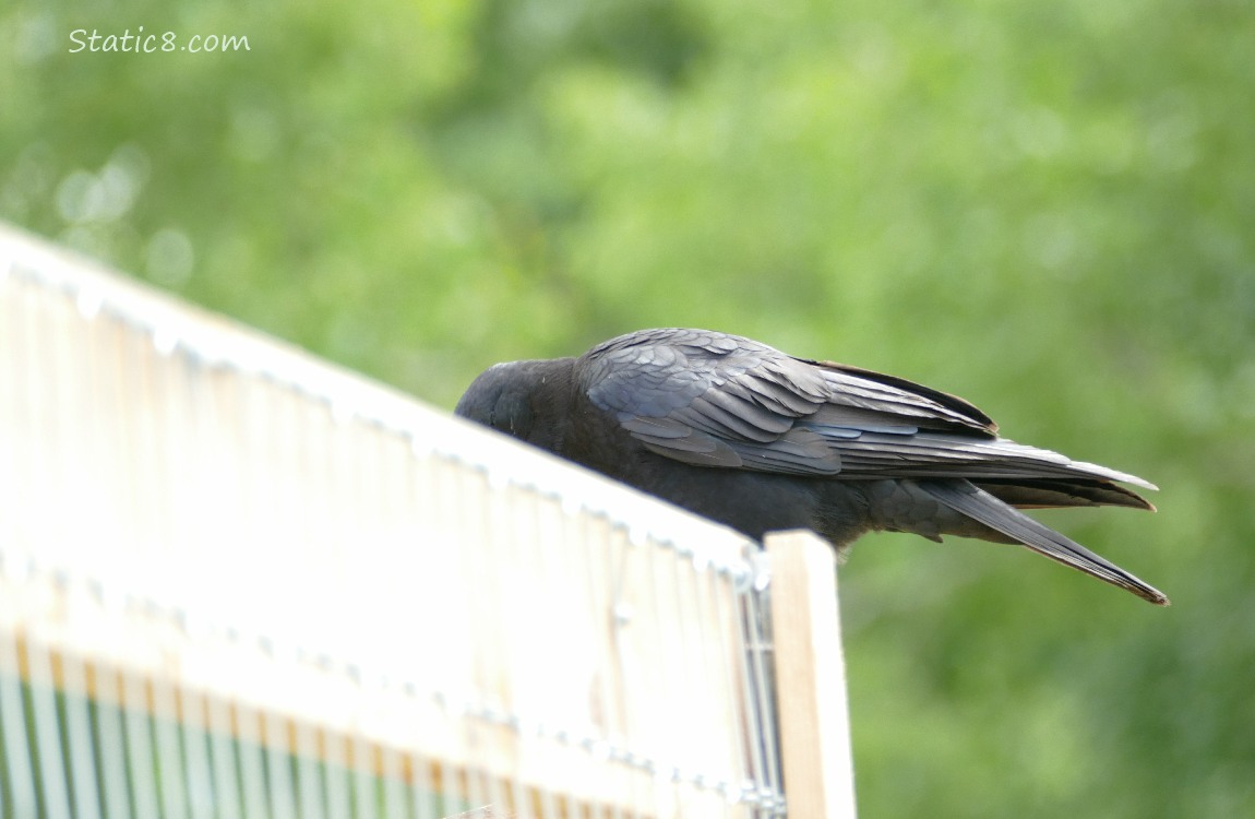 Crow standing on a wood fence, looking at the back of it