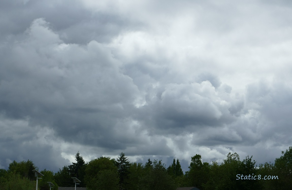Clouds over the trees