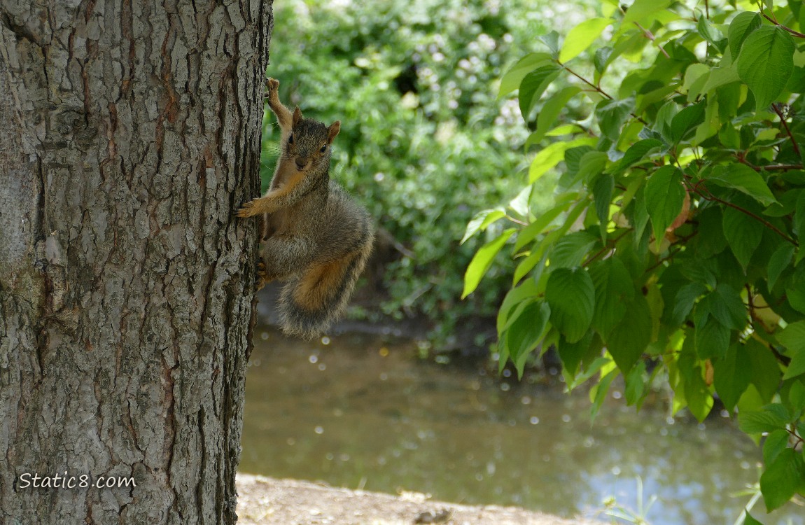 Squirrel standing on the side of a tree trunk, creek in the background