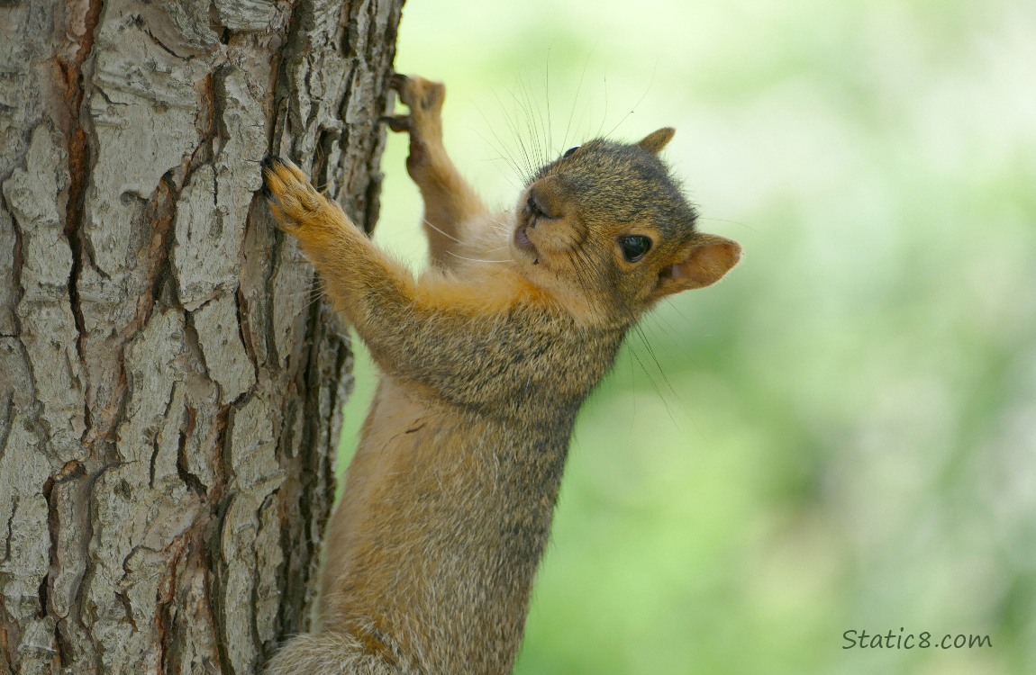 Squirrel standing on the side of a tree trunk, creek in the background