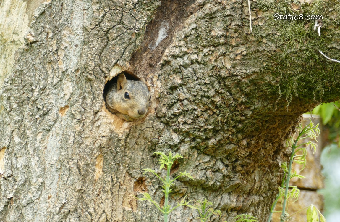 Squirrel looking out from a Flicker nest hole