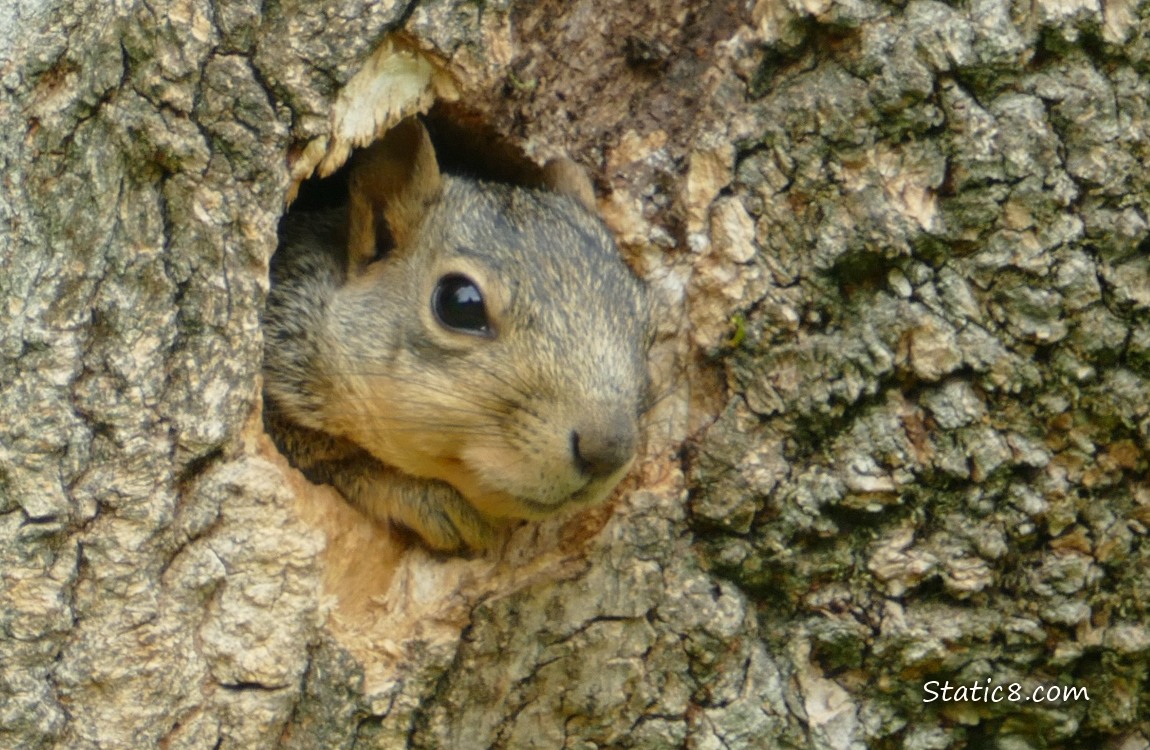 Squirrle looking out from a Flicker nest hole