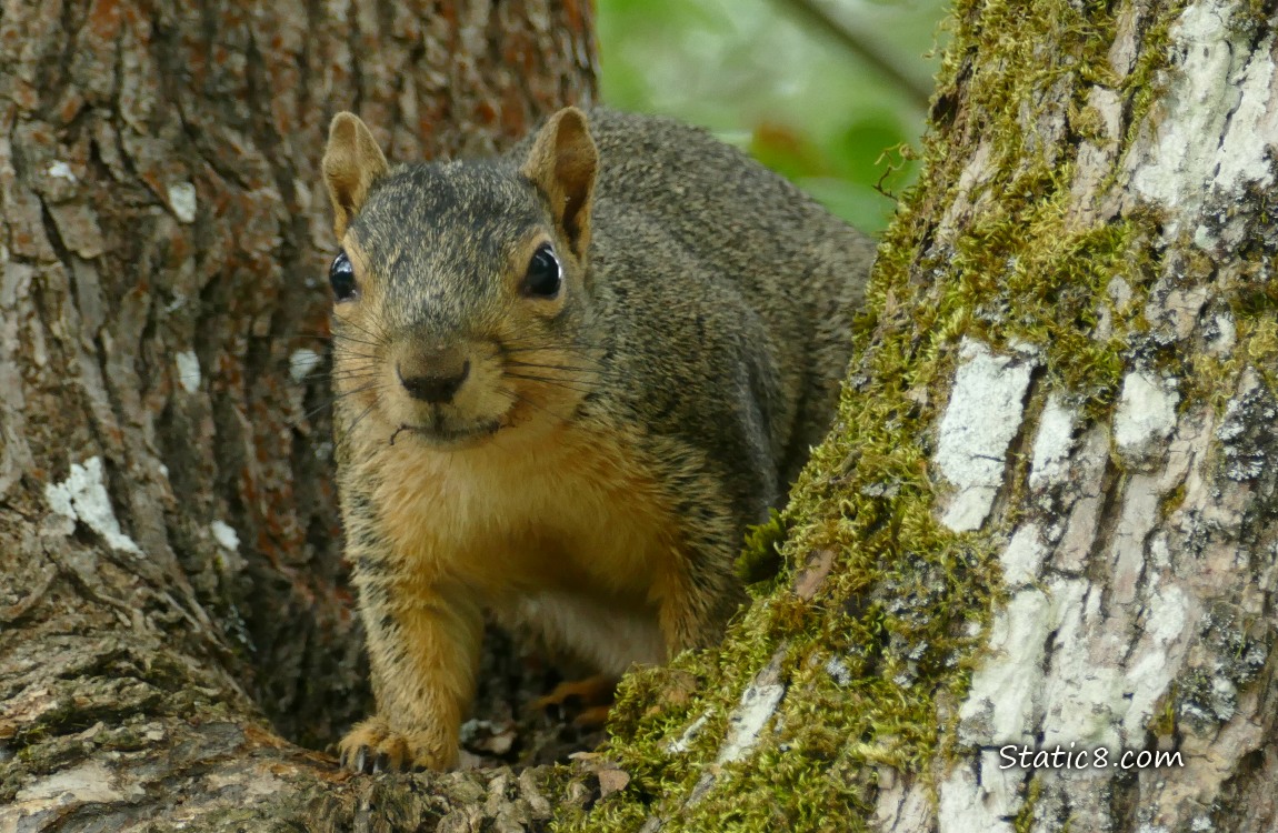 Squirrel standing in the crook of a tree