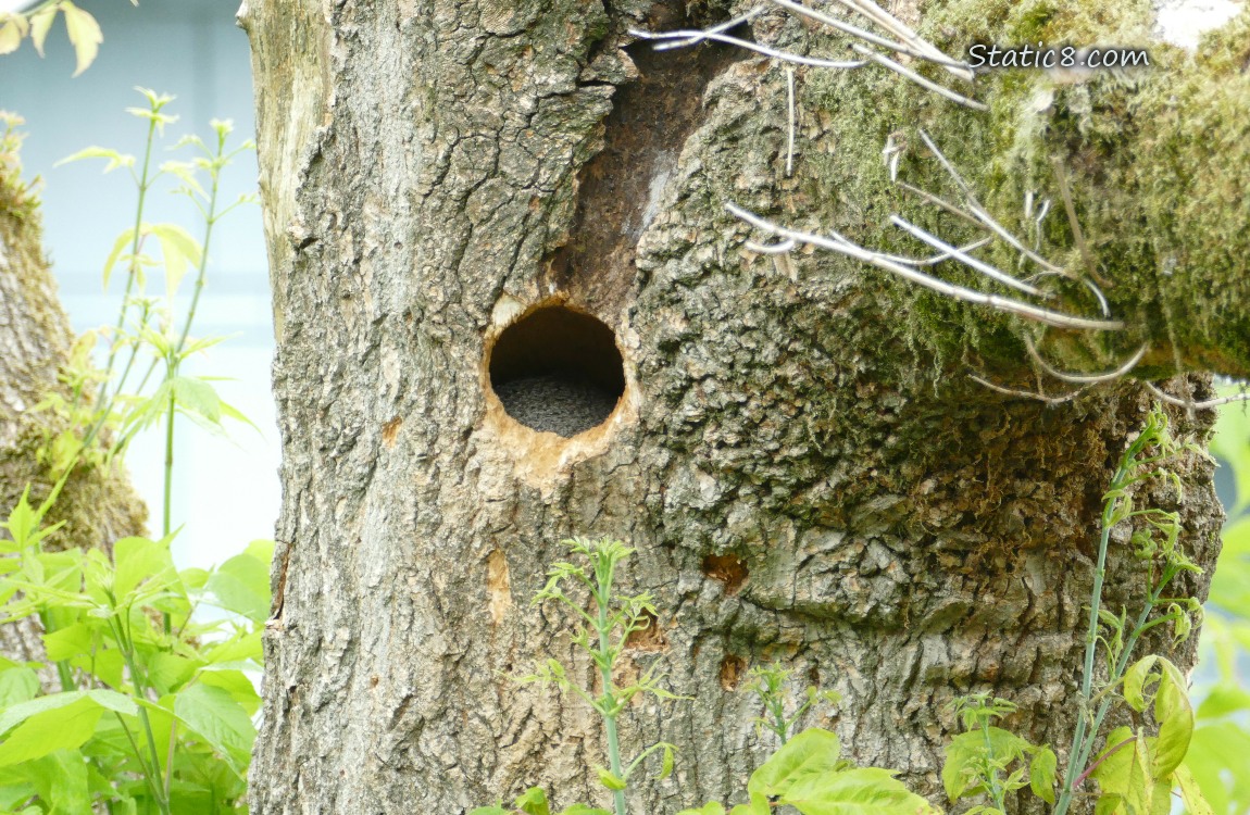 Flicker nest hole in a tree trunk
