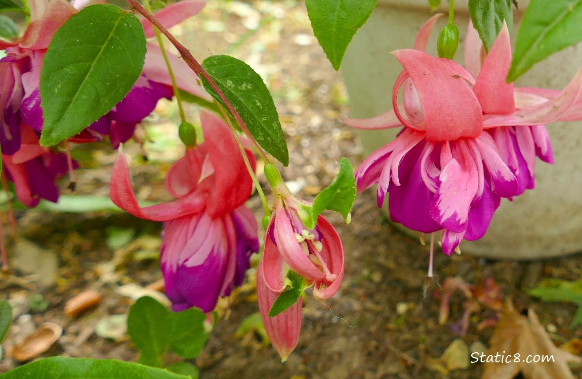 Pink and purple Fuchsia blooms