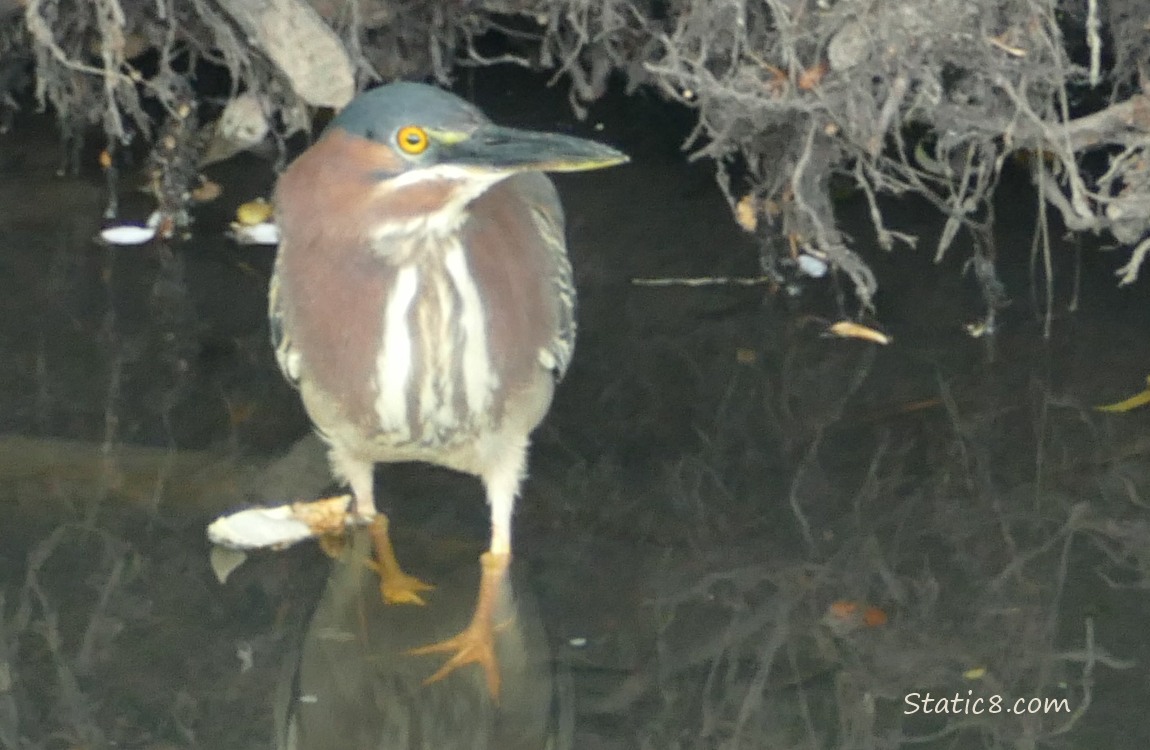 Green Heron standing in shallow water near the bank of the creek