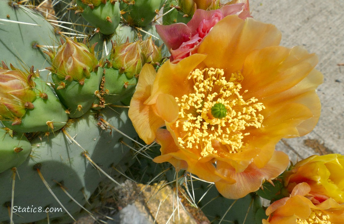Prickly Pear blooms