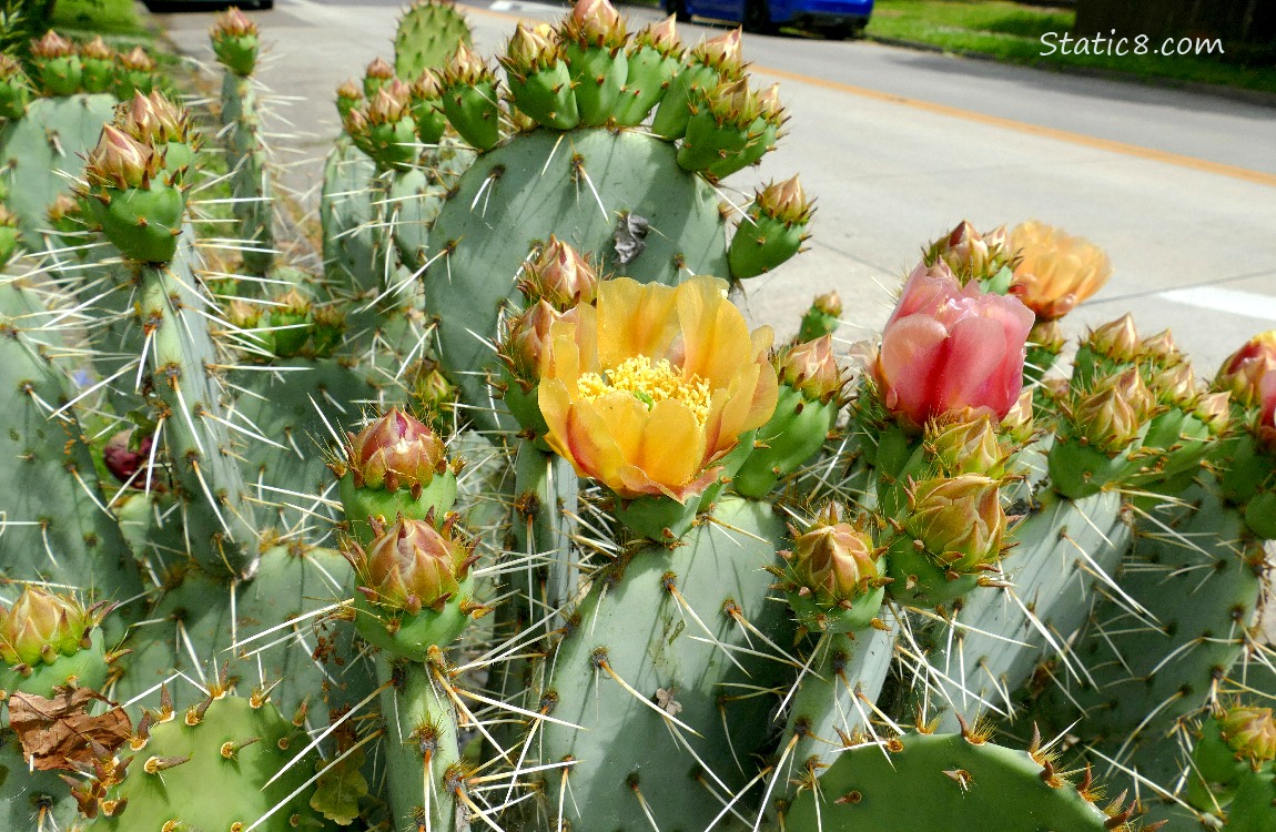 Prickly Pear plants in bloom