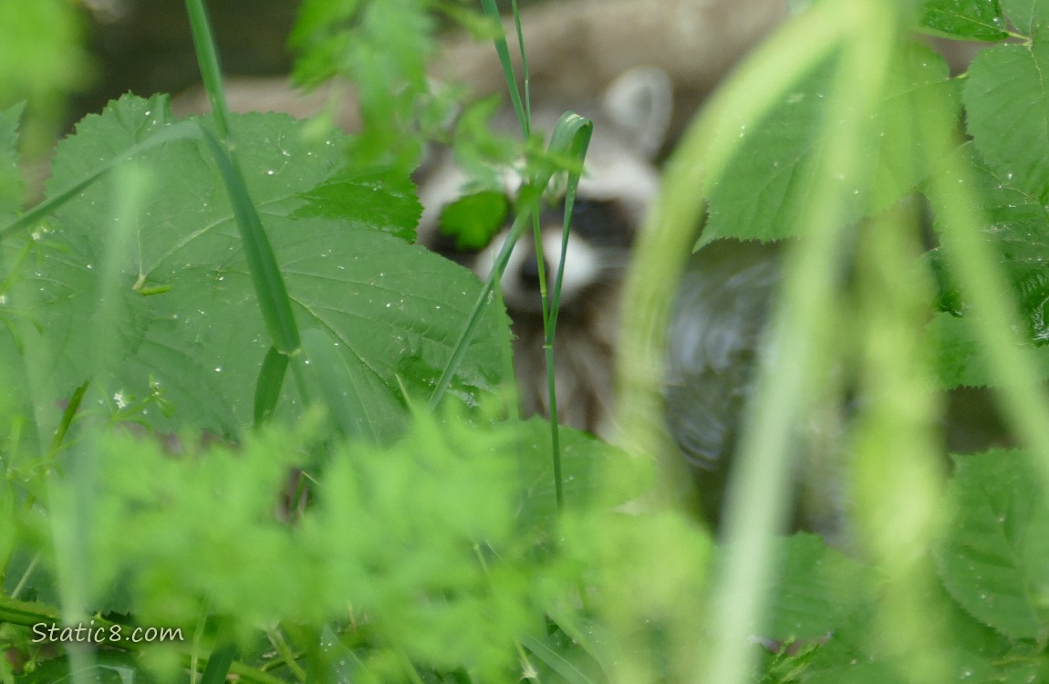Blurry Raccoon face past leaves