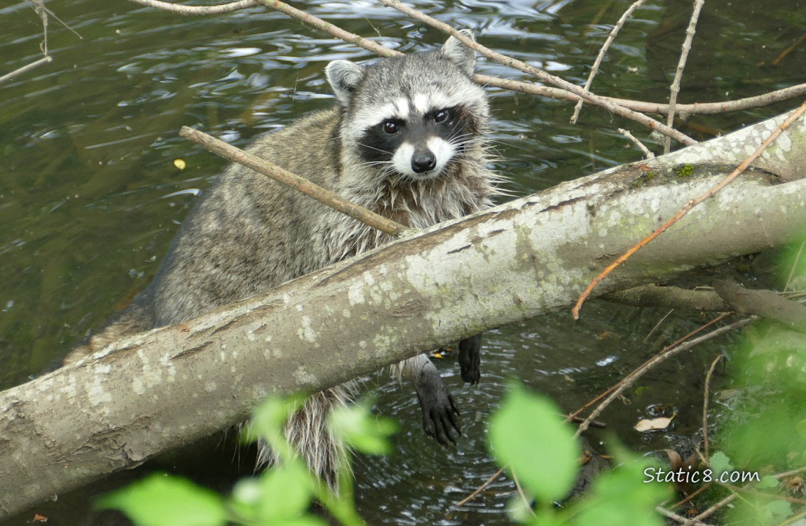 Raccoon behind a log, standing in the water