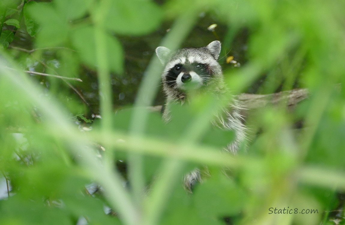 Raccoon face, peeking thru the foliage