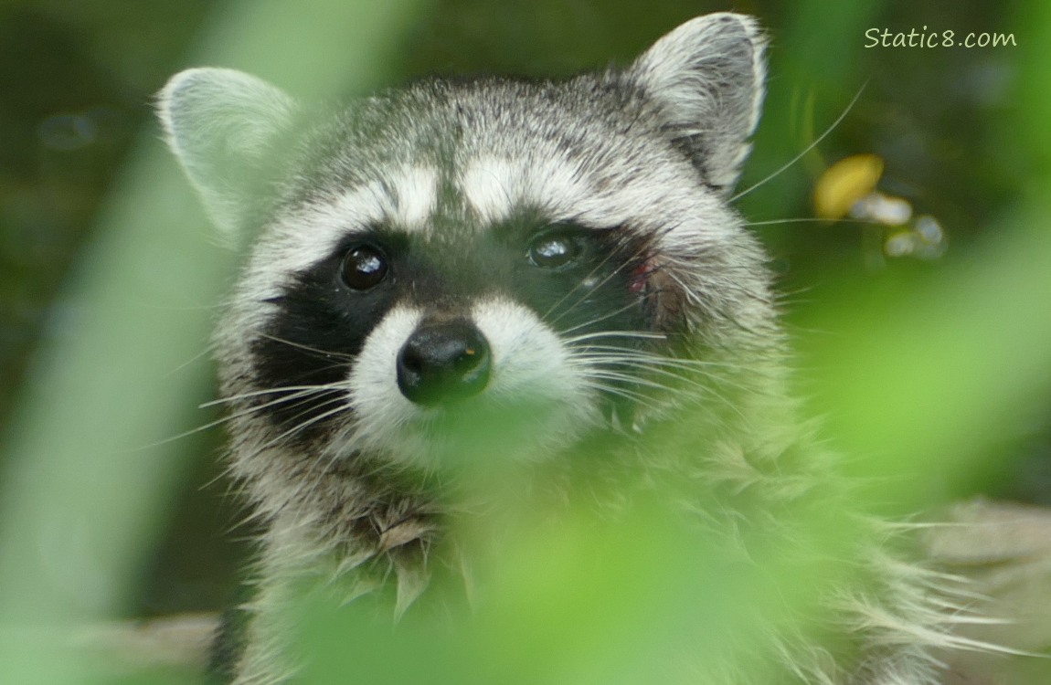 Close up of Raccoons face
