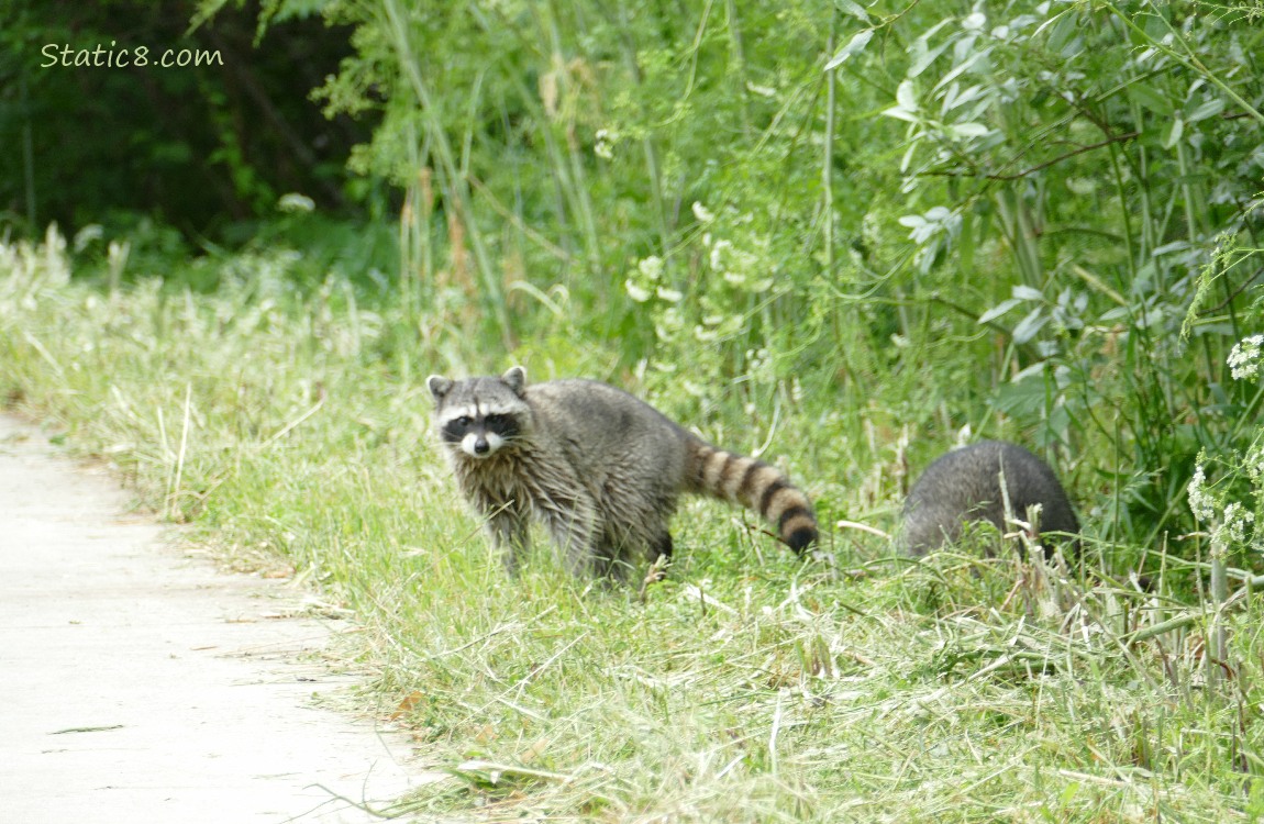 Raccoons next to the path