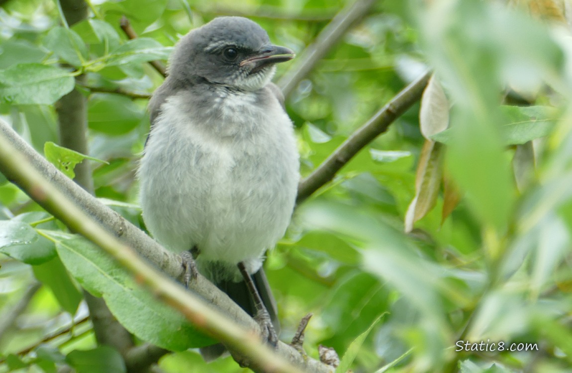 Scrub Jay Fledgling standing in a tree