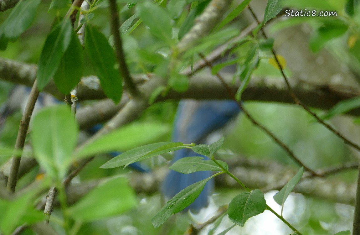 Parent and Fledgling hidden behind leaves