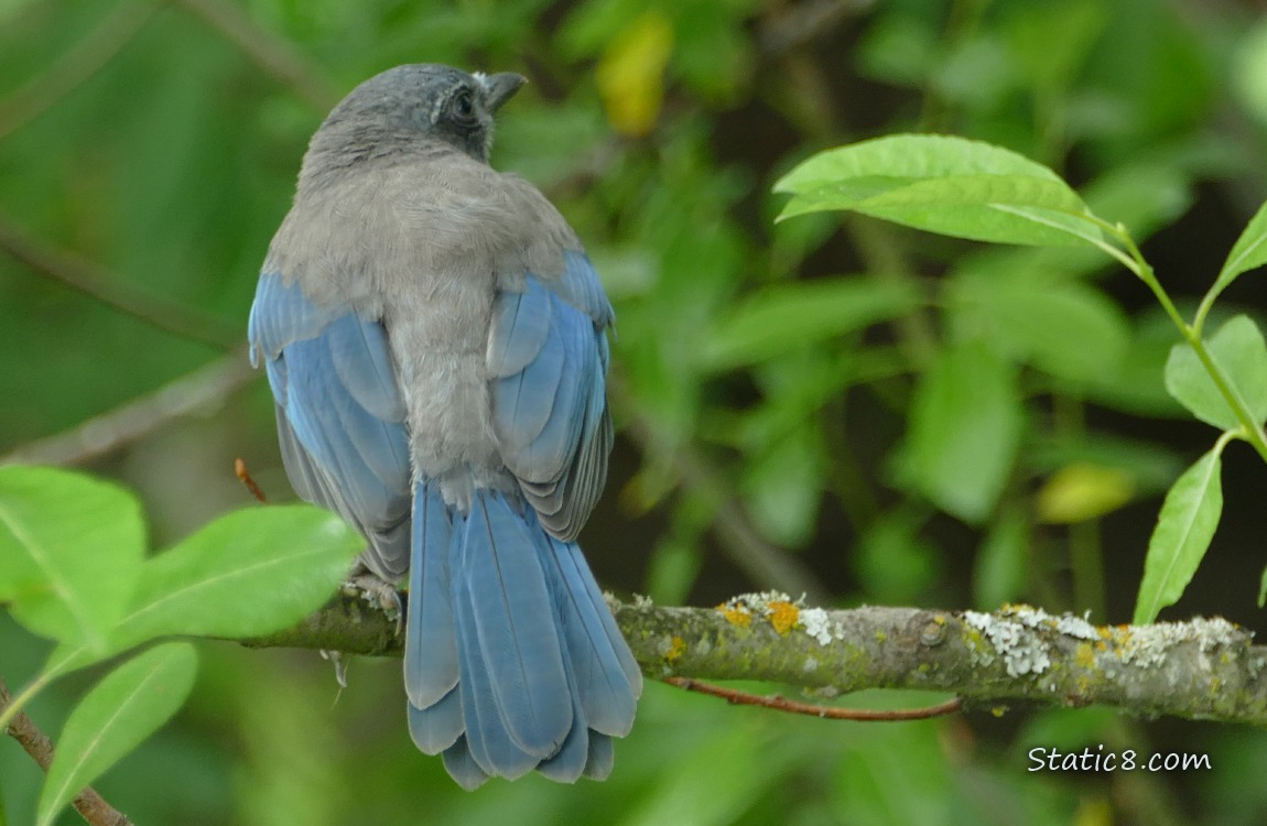 Scrub Jay Fledgling standing on a twig
