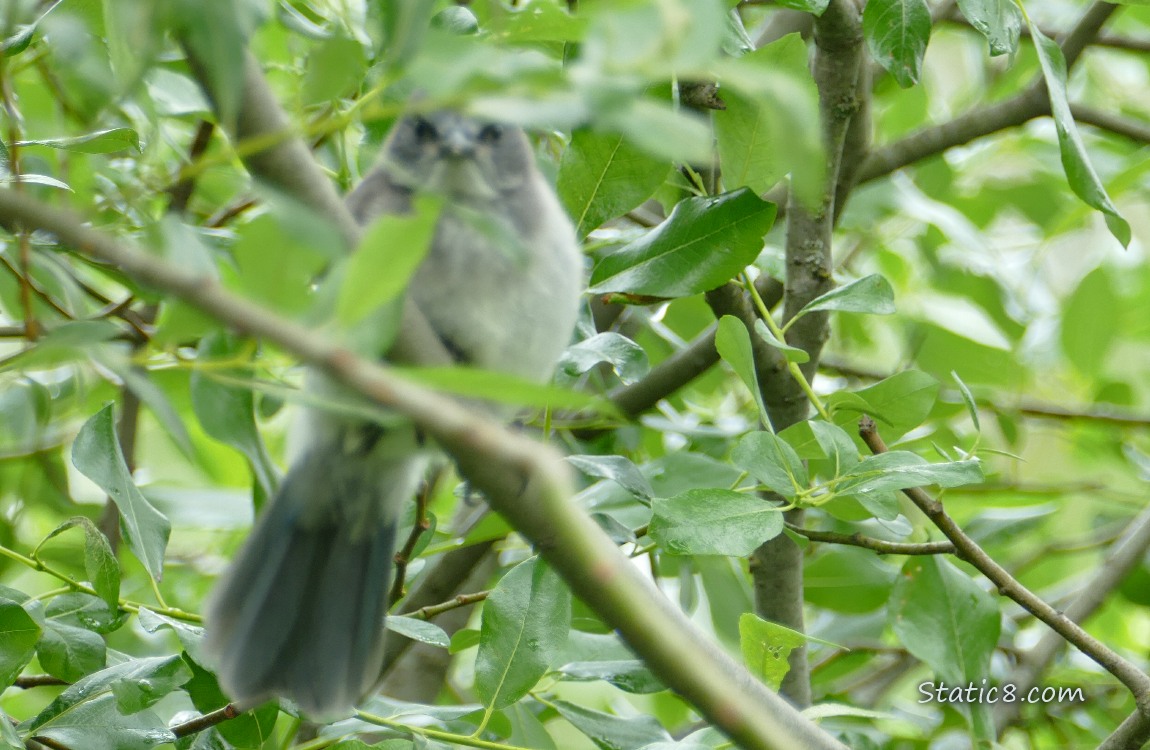 Blurry Scrub Jay Fledgling behind leaves