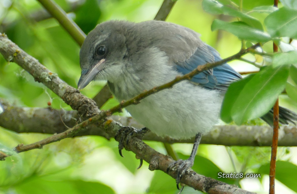 Scrub Jay Fledgling standing on a branch looking down