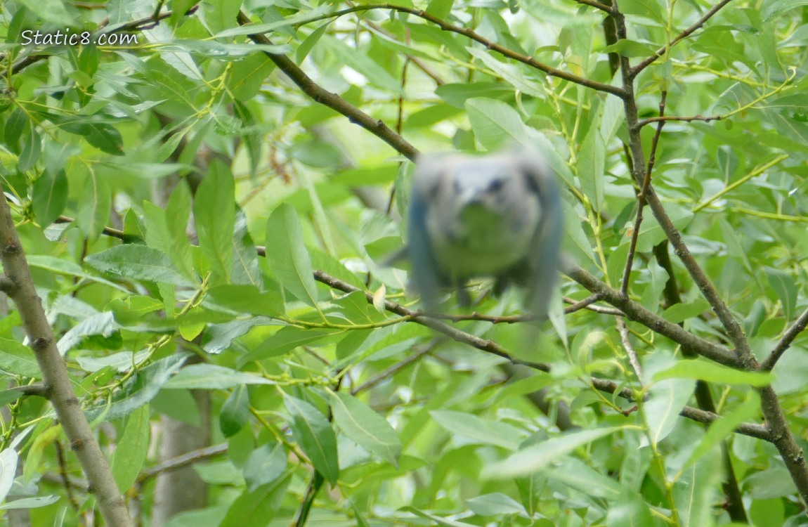 Blurry Scrub Jay Fledgling flying toward the camera
