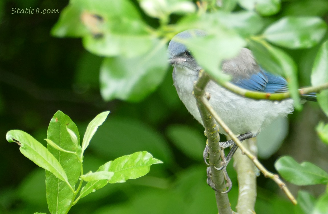 Scrub Jay Fledgling standing on a twig, behind leaves