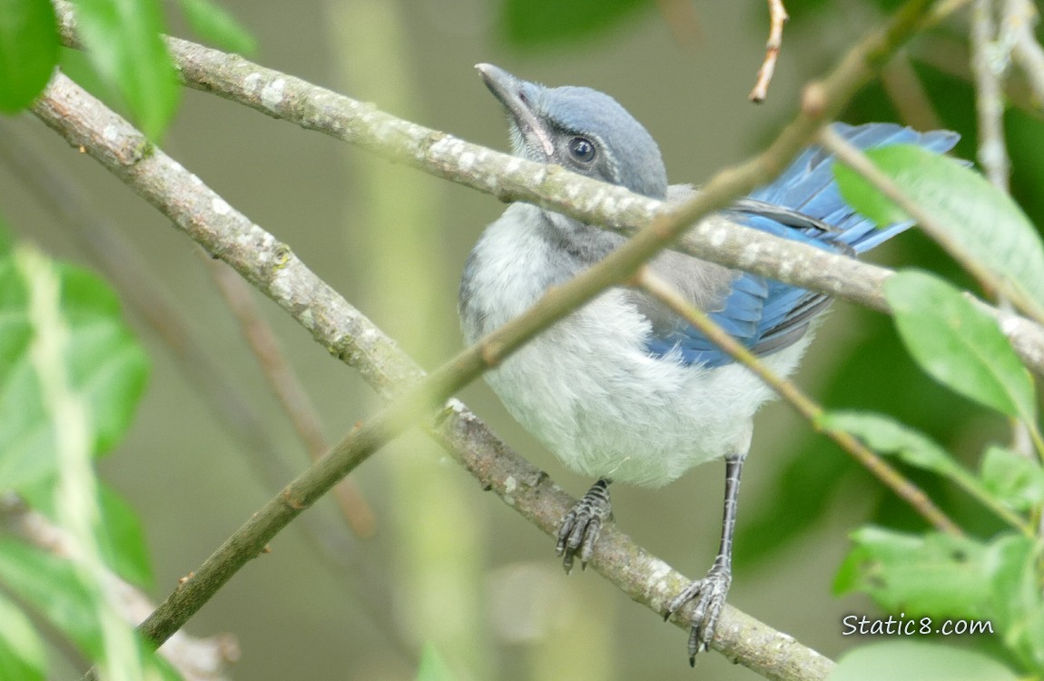Scrub Jay Fledgling looking up from a twig