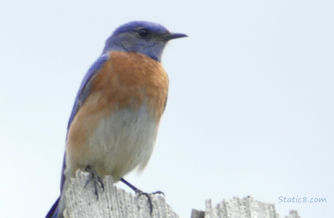 Bluebird standing on a wooden bat house