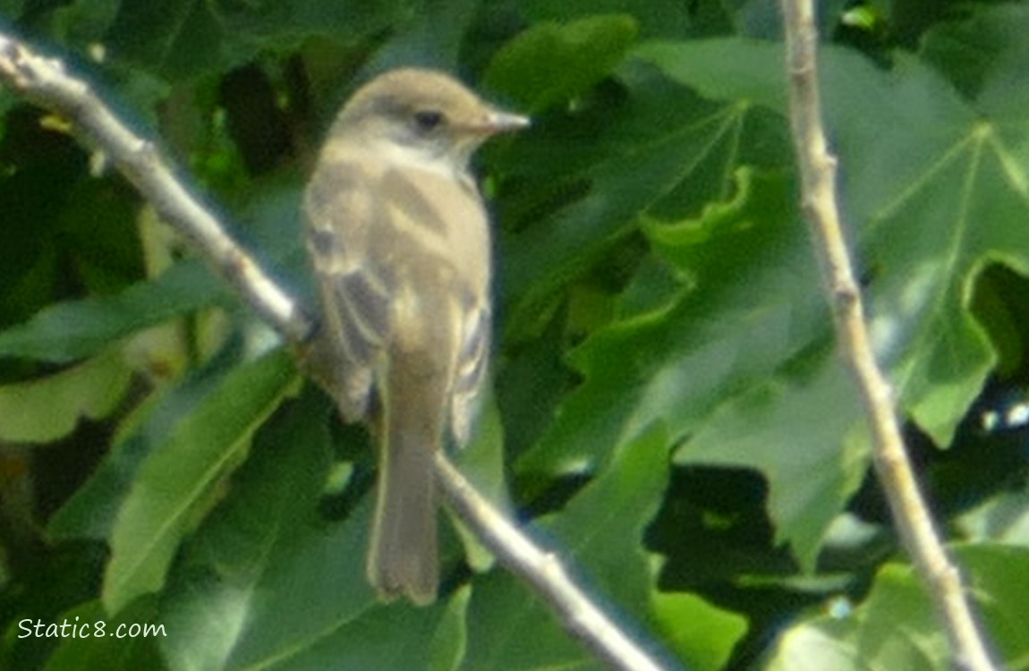 Bird standing on a twig with green leaves behind