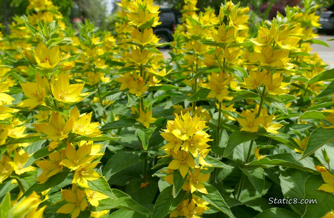 Yellow stalks of flowers