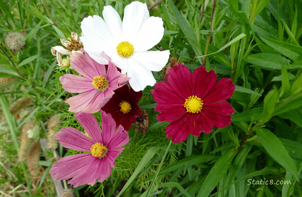 Cosmos blooms in white and various pinks