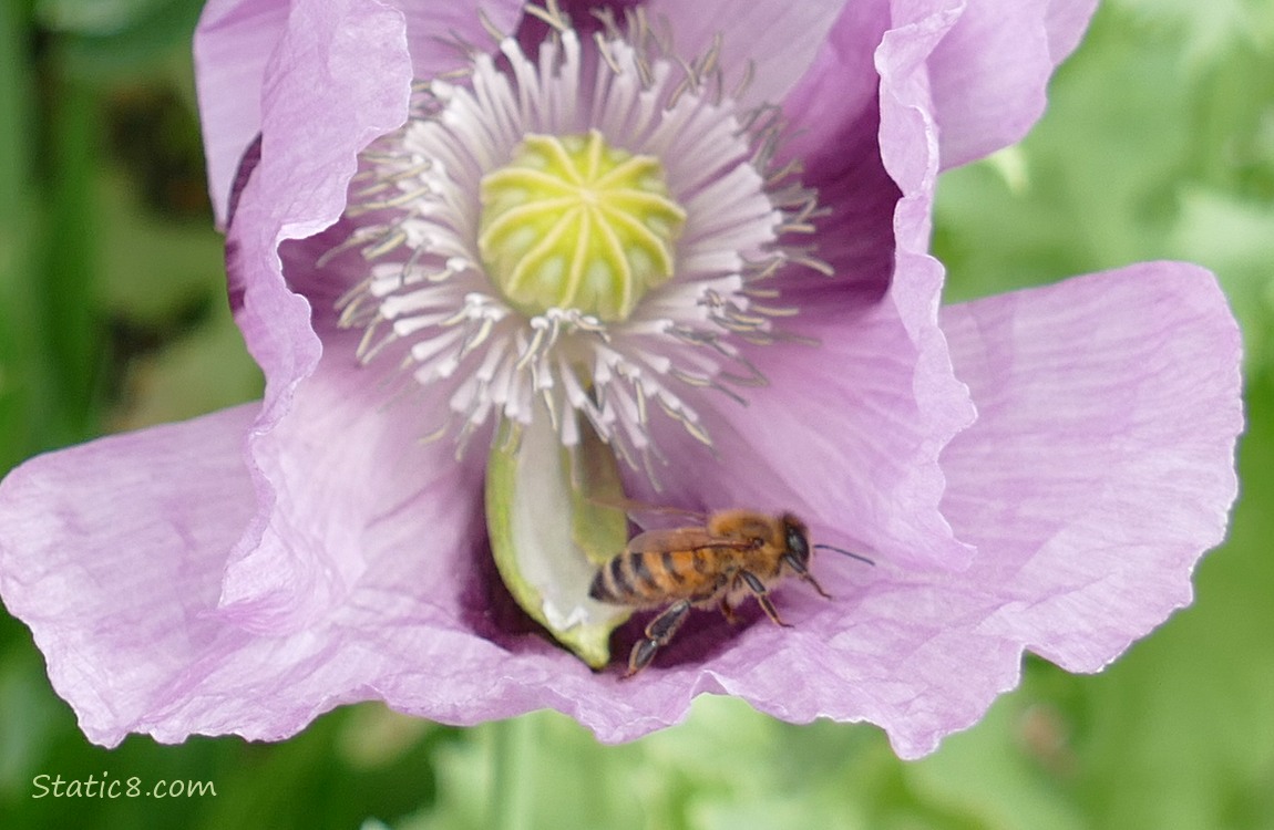 Honey Bee in a lavender coloured Poppy bloom
