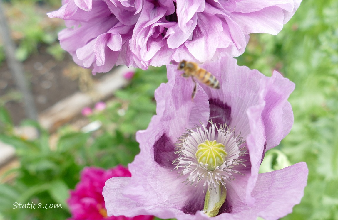 Honey Bee flying in front of a lavender Poppy Bloom